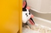 Hide & Seek Pals Coco the Cow