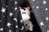 Hide & Seek Pals Coco the Cow