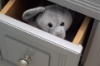 Hide & Seek Pals Elfy the Elephant