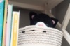 Hide & Seek Pals Kupcake the Kitten