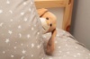Hide & Seek Pals Pogo the Puppy 