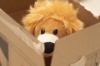 Hide & Seek Pals Loki the Lion