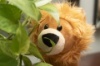 Hide & Seek Pals Loki the Lion