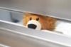 Hide & Seek Pals Loki the Lion
